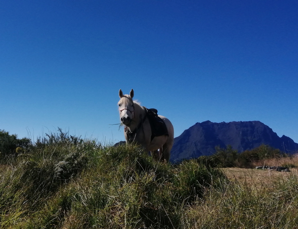 Randonnée équestre et découverte de l’île intense de La Réunion