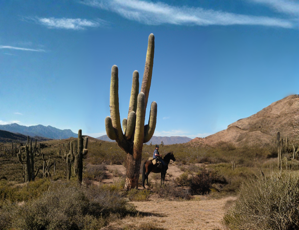 Randonnée à cheval en Argentine à Salta – Sur les chemins des Incas, version longue au cœur des Andes