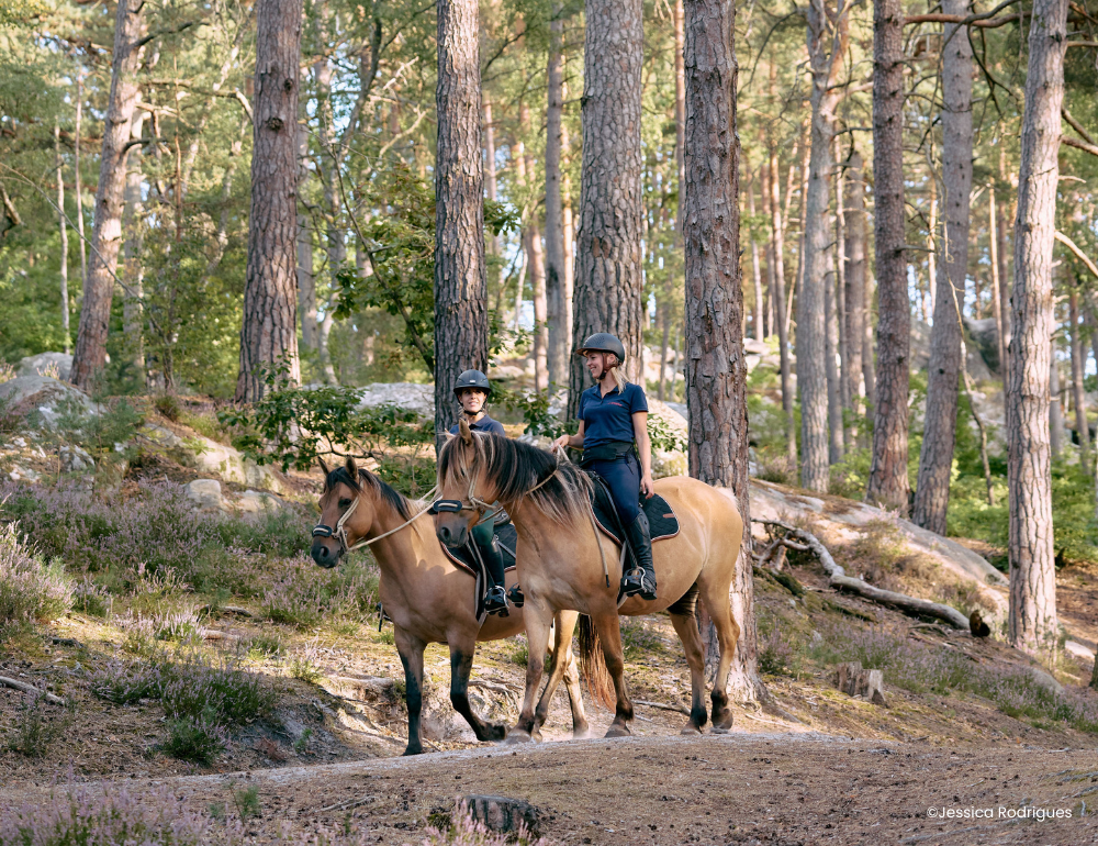 Week-end équestre de charme et découverte du cheval Henson en forêt de Fontainebleau