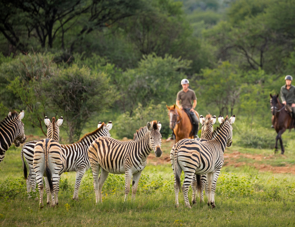 Safari &agrave; cheval &agrave; la d&eacute;couverte de deux r&eacute;serves et observation des Big 5 en Afrique du Sud