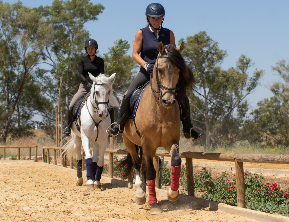 Stage &eacute;questre de dressage pour tous niveaux sur des chevaux andalous &agrave; S&eacute;ville