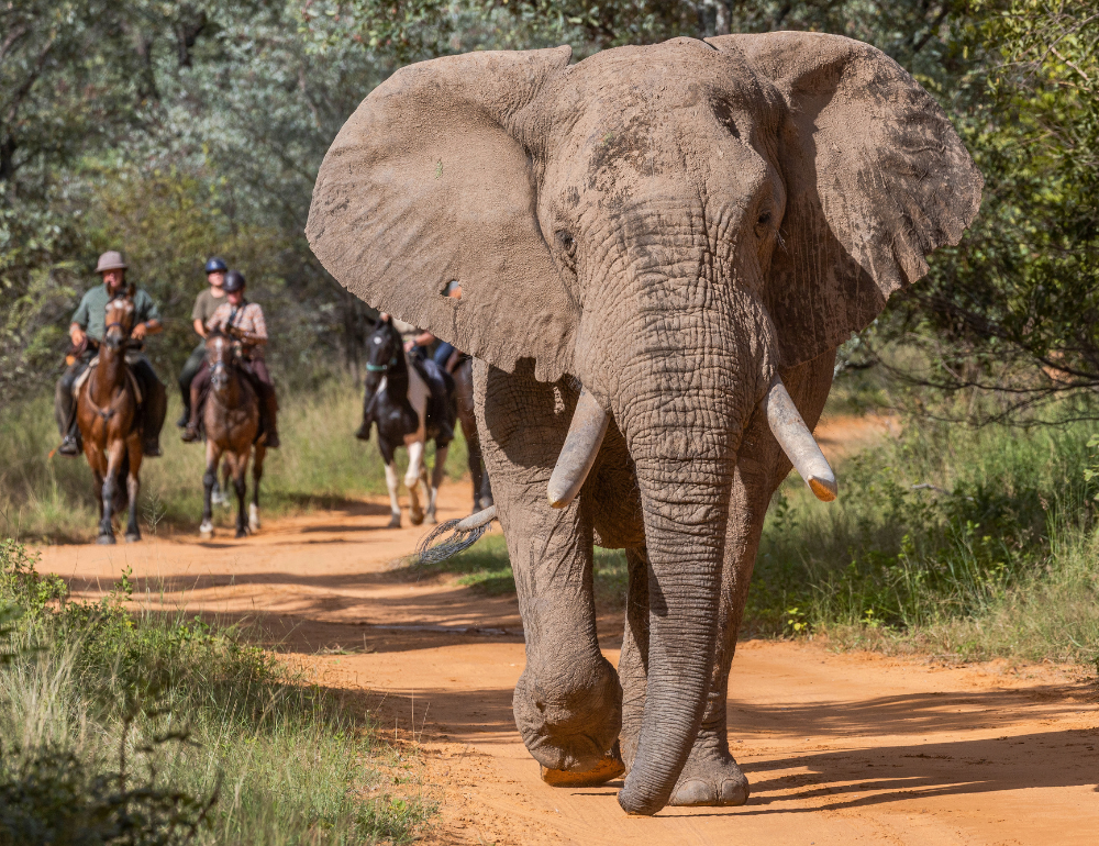 S&eacute;jour en lodge d'exception et safari &agrave; cheval &agrave; la d&eacute;couverte des Big 5 en Afrique du Sud