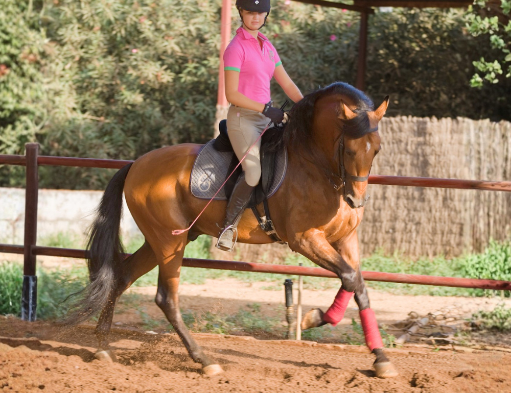 Stage prestige de dressage de haute &eacute;cole sur chevaux andalous &agrave; S&eacute;ville