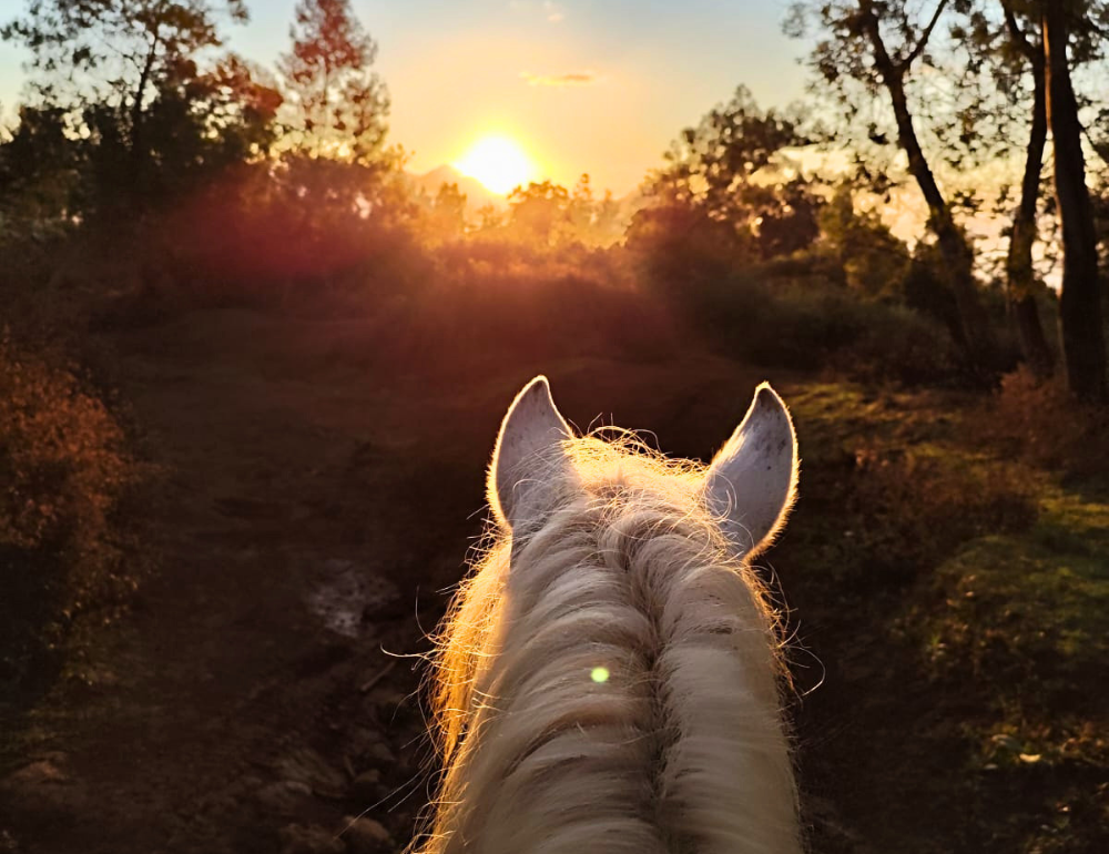 Aventure &agrave; cheval au c&oelig;ur des paysages intenses de La R&eacute;union