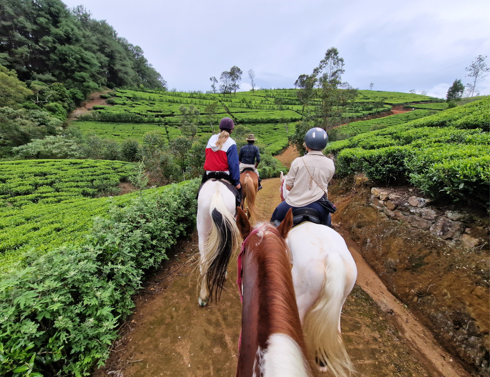 Escapade &eacute;questre au c&oelig;ur de la culture et de la nature du Sri Lanka