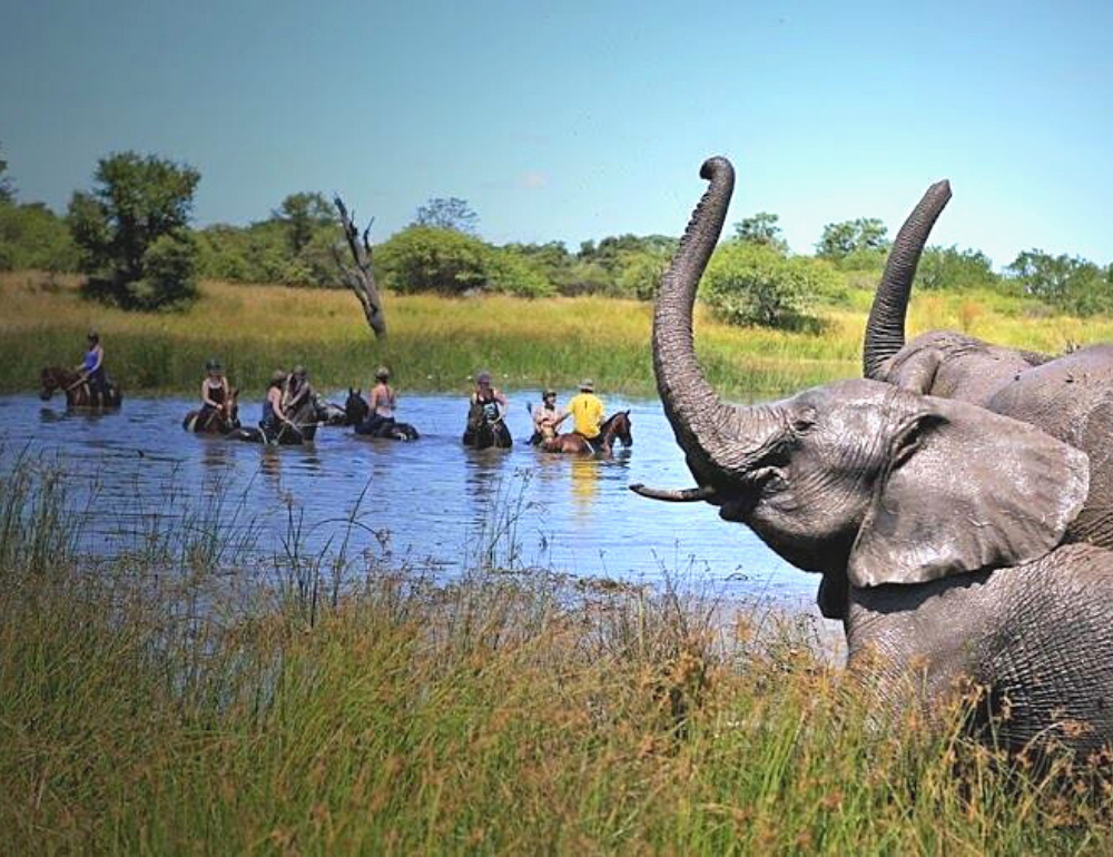 Séjour équestre écovolontaire dans une réserve au Zimbabwe