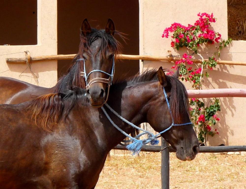 Séjour en conscience avec le cheval : yogathérapie, méditation, ayurveda et équitation respectueuse