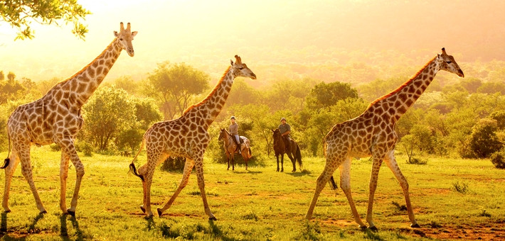 Séjour en lodge haut de gamme et safari à cheval - Caval&go