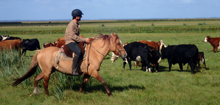 Chevauchée uruguayenne et immersion chez les gauchos - Caval&go