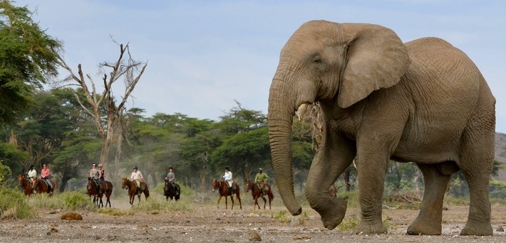 Safari à cheval Tanzanie sur les traces des éléphants du Kilimandjaro