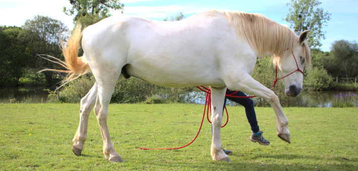 Séjour thérapie, méditation et bien-être pour le cheval - Caval&go