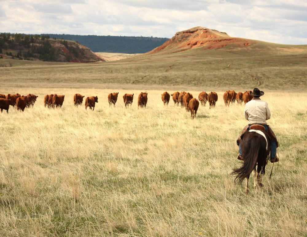 Ranch McNally