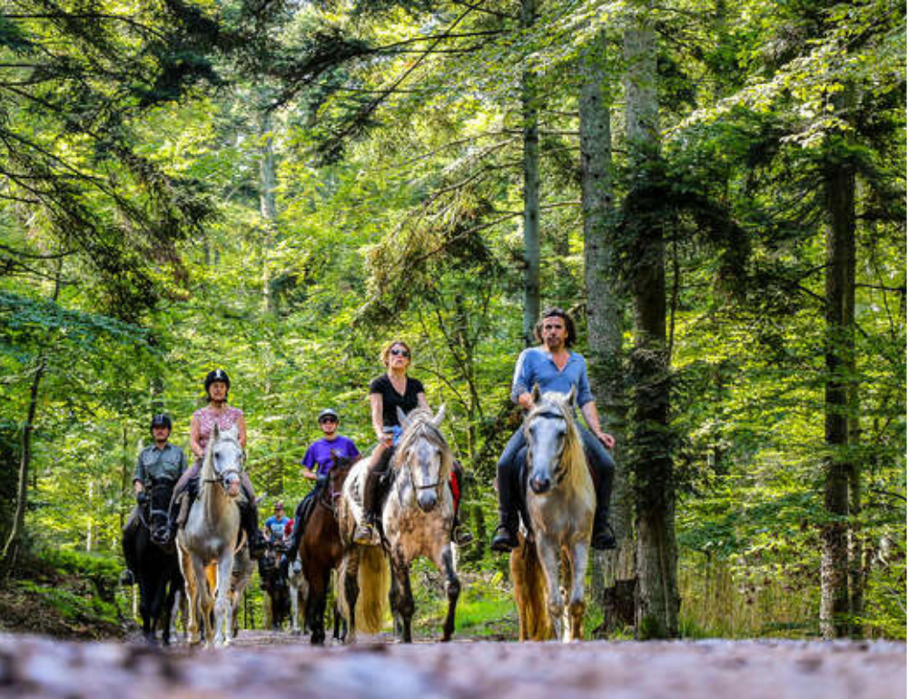 Randonnée à cheval à la découverte des montagnes alsaciennes et de leurs légendes