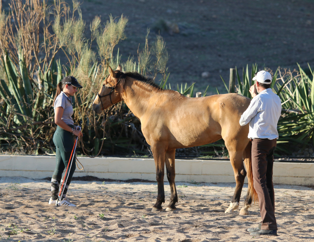 Séjour d'équitation éthologique et randonnée équestre sur les plages d'Andalousie