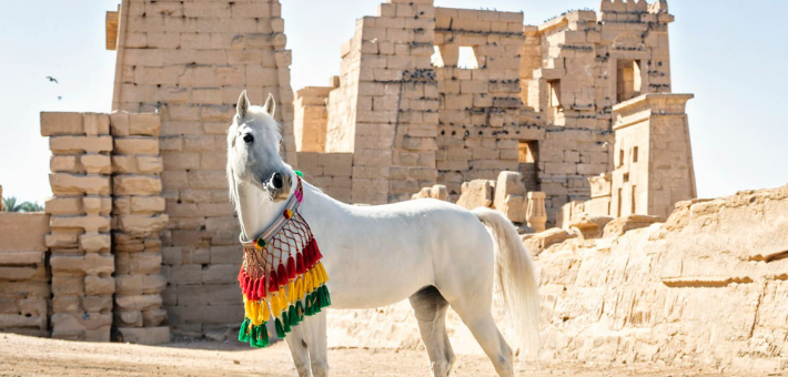 Escapade à cheval en Egypte : des Pyramides à la Mer Rouge - Caval&go