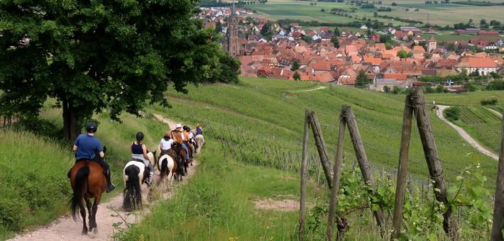 Randonnée à cheval itinérante entre montagnes et vignes alsaciennes