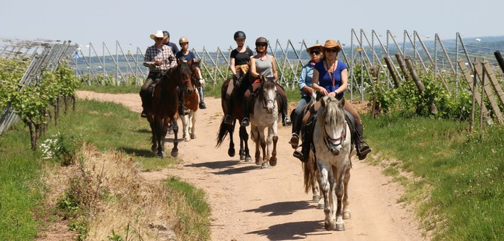Week-end à cheval en itinérance sur la route des vins - Caval&go
