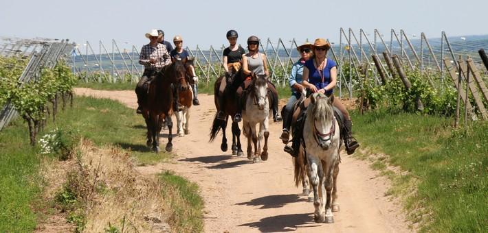 Week-end à cheval en itinérance sur la route des vins en Alsace