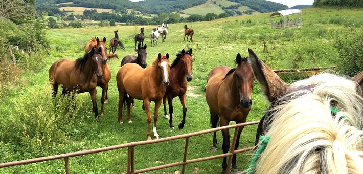 Randonnée à cheval aux pays Beaujolais et Mâconnais - Caval&go