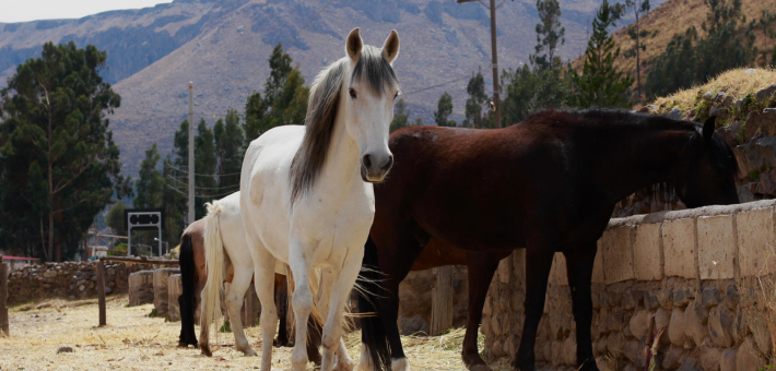 Randonnée à cheval dans la vallée du Colca et Lac Titicaca - Caval&go
