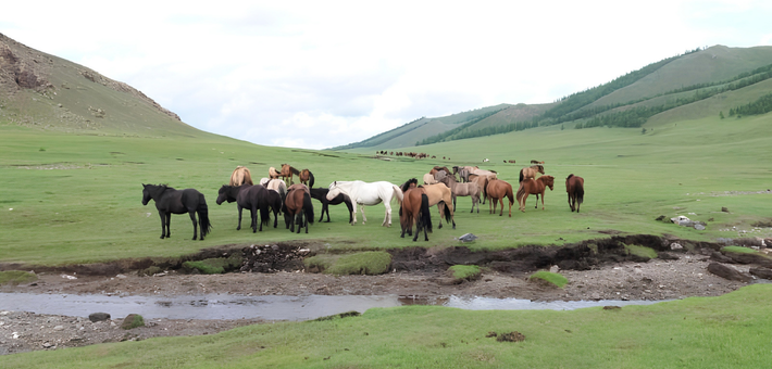 Randonnée à cheval en autonomie dans la région du Khentii - Caval&go