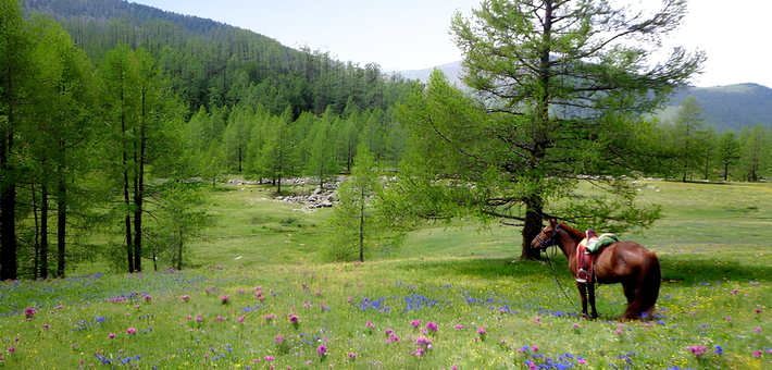 Randonnée à cheval en autonomie dans la région du Khentii - Caval&go
