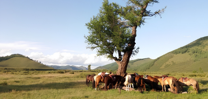 Randonnée à cheval en autonomie dans la région du Khentii - Caval&go