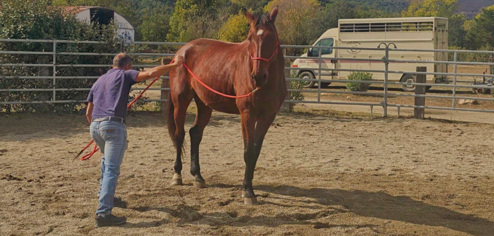 Randonnée éthologique à cheval en Corse - Caval&go