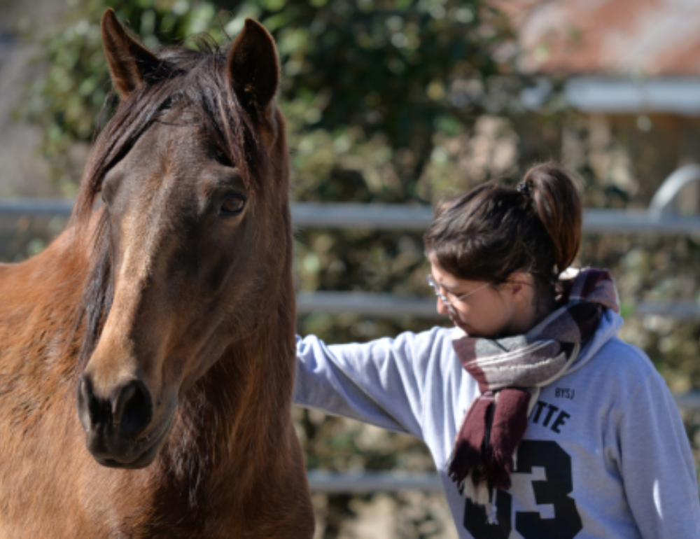 Stage d'équitation éthologique et randonnée équestre en Corse