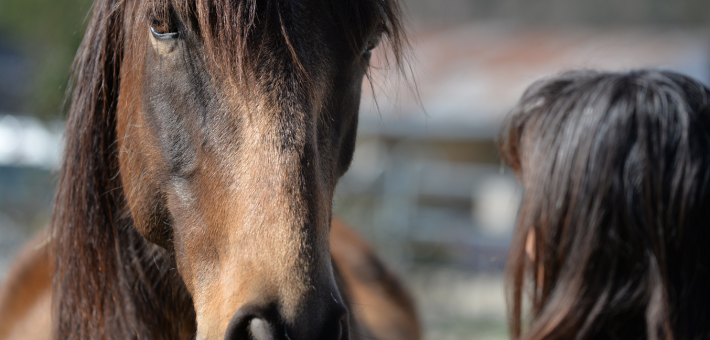 Randonnée éthologique à cheval en Corse - Caval&go