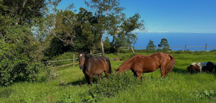 Randonnée et activités équestres à La Réunion - Caval&go