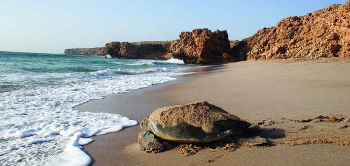 Randonnée équestre Oman Sindibad