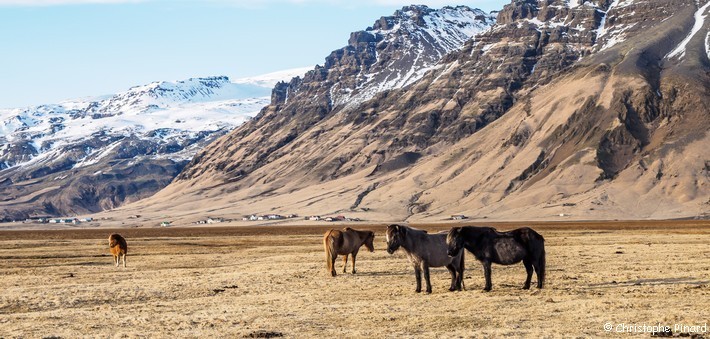 Randonnée équestre en Islande - Caval&go