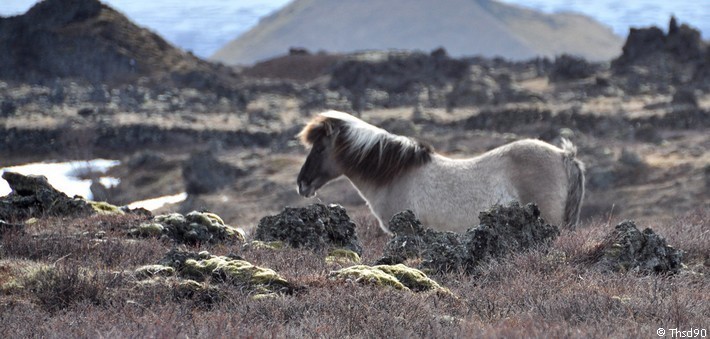 Randonnée équestre en Islande - Caval&go