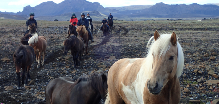 Randonnée équestre dans les terres volcaniques du Landmannalaugar, Islande - Caval&go