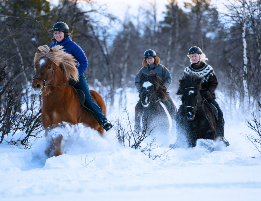 Randonnée équestre hivernale en Laponie suédoise