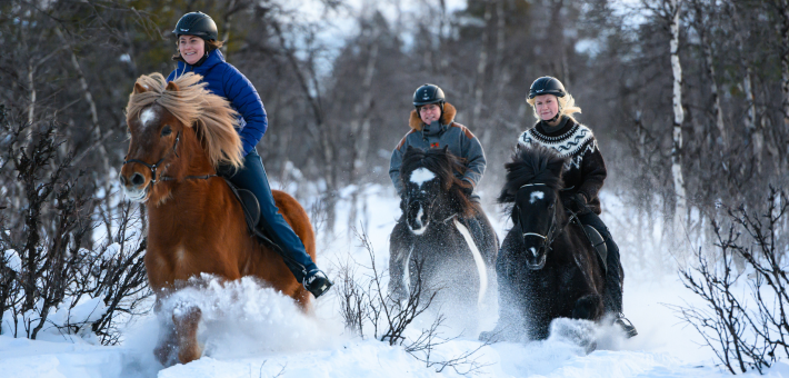 Séjour équestre hivernal en Suède - Caval&go