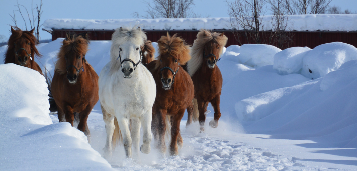 Séjour équestre hivernal en Suède - Caval&go
