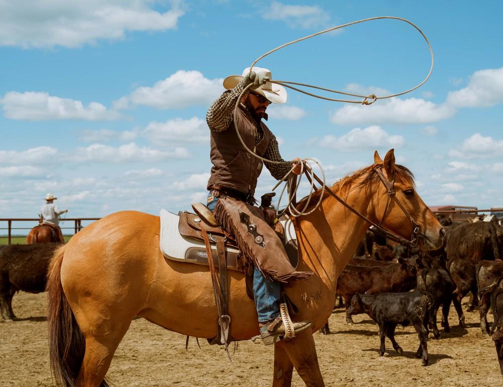 Séjour cowboy au Wyoming : round-up d'automne en groupe francophone avec Caval&go