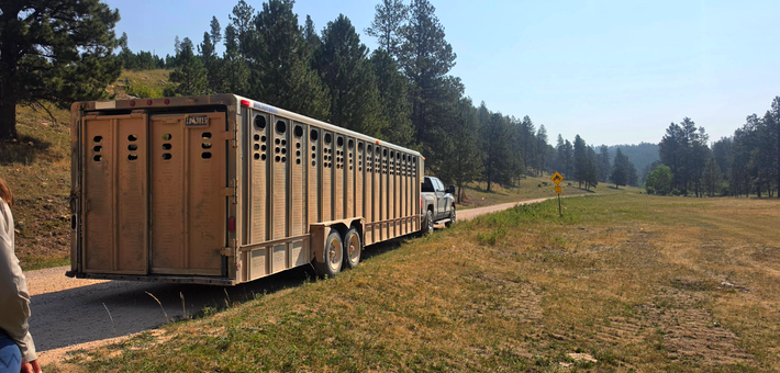 Séjour cowboy au Wyoming : round-up d