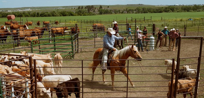Séjour cowboy au Wyoming : round-up d