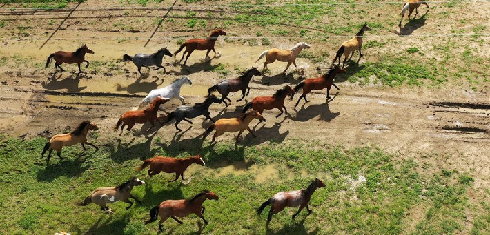Séjour cowboy au Wyoming : round-up d