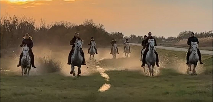 Séjour immersif en Camargue entre tri de bétail et traditions - Caval&go