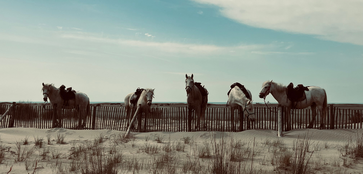 Séjour immersif en Camargue entre tri de bétail et traditions - Caval&go