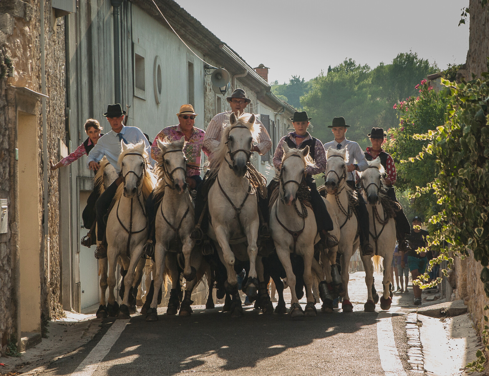 Séjour équestre en Camargue, au cœur des traditions et du tri de bétail