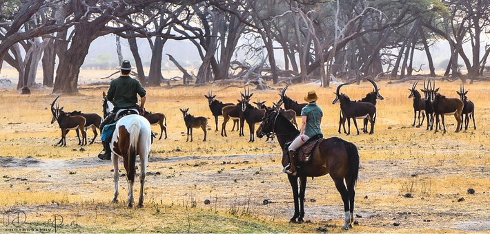 Safari exploration du Hwange National Park au Zimbabwe - Caval&go