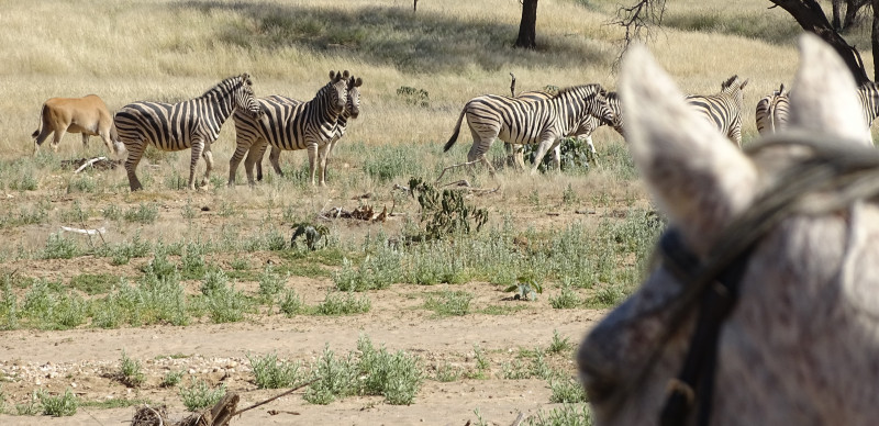 Safari à cheval en Namibie sur des pur-sang arabes - Caval&go