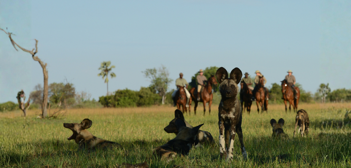 Safari à cheval au Botswana