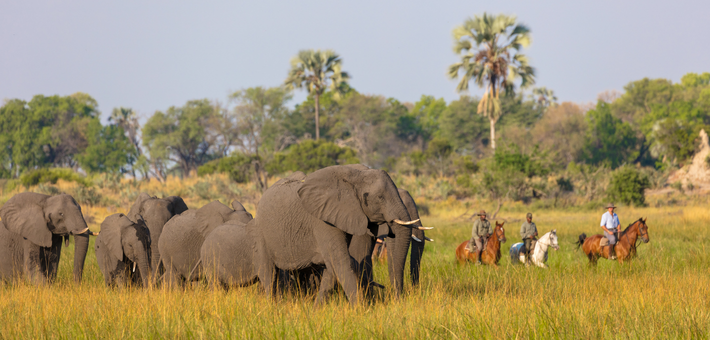 Safari à cheval au Botswana