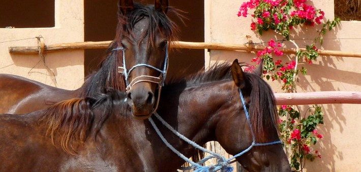Séjour en conscience avec le cheval : yogathérapie, méditation, ayurveda et équitation respectueuse - Caval&go
